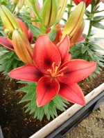 [5016 TinyRocket No02.JPG]